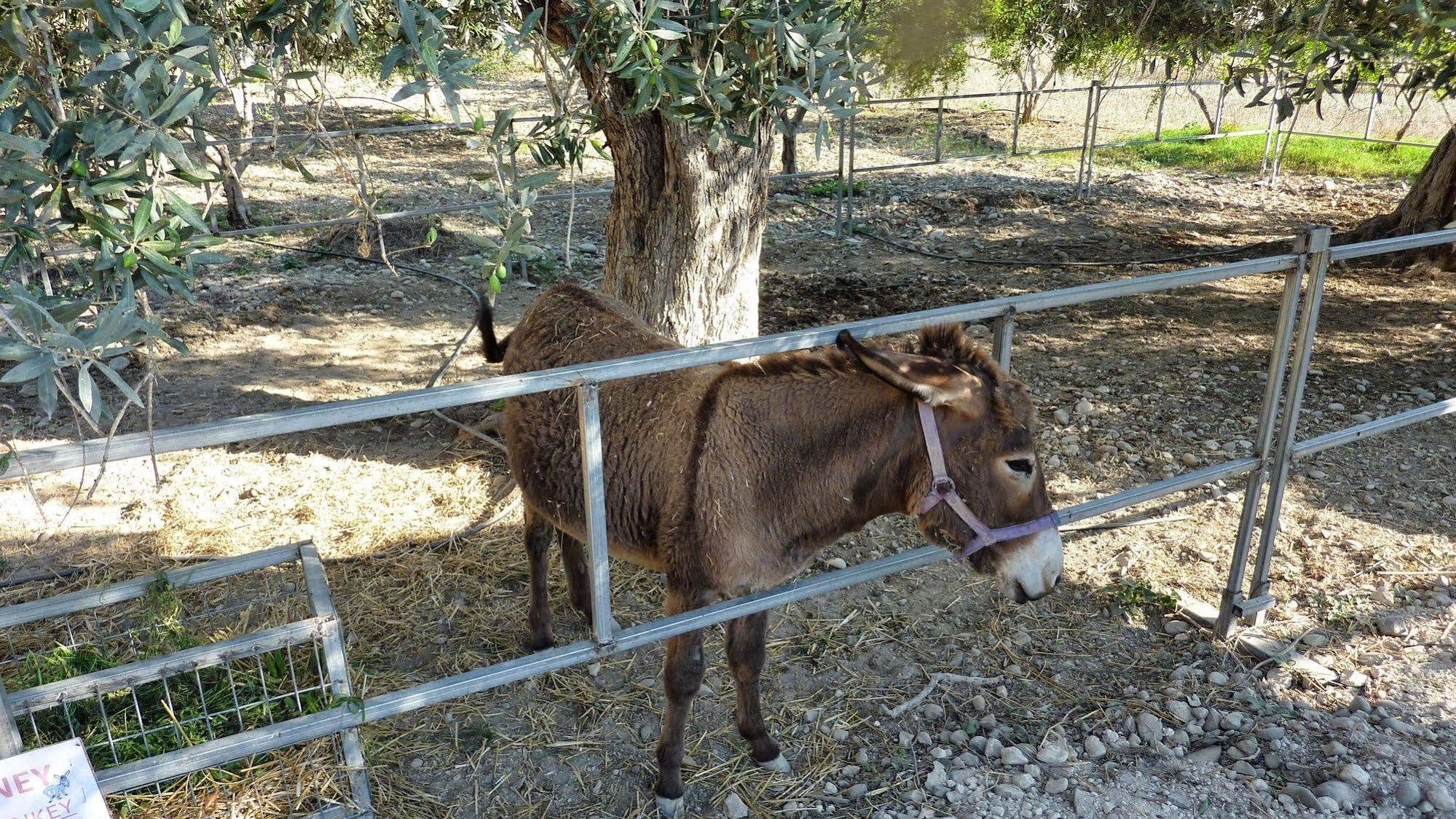 Hadjios Valley Mazotos Exterior photo